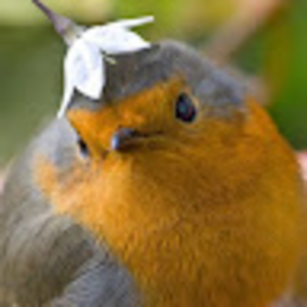 Meet your Posher, Nevaeh